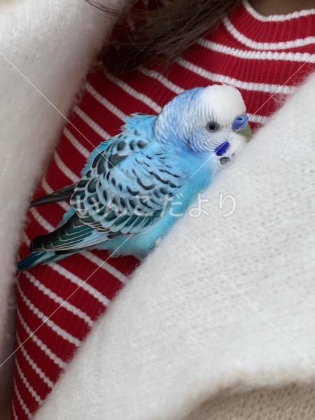 保護鳥の写真