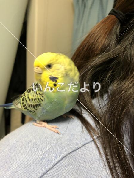 保護鳥の写真