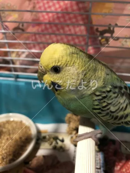 保護鳥の写真
