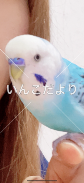 迷い鳥の写真
