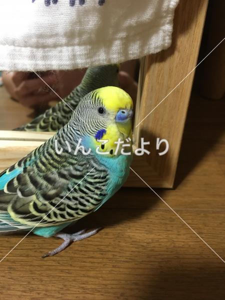 迷い鳥の写真