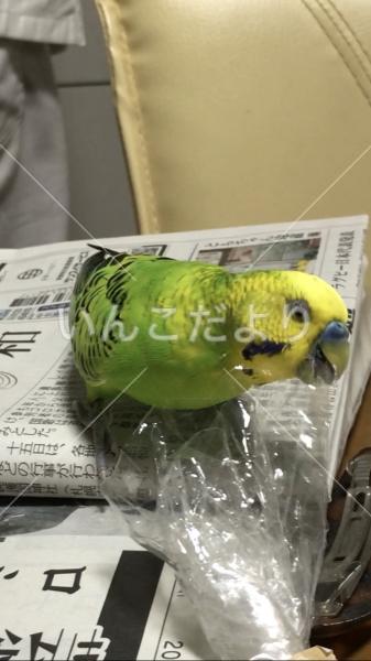 迷い鳥の写真