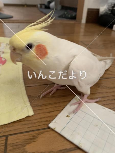 迷い鳥の写真