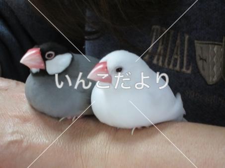 迷い鳥の写真