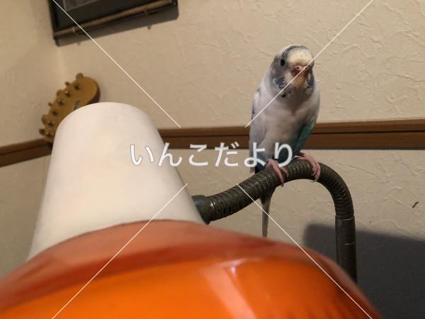 迷い鳥の写真