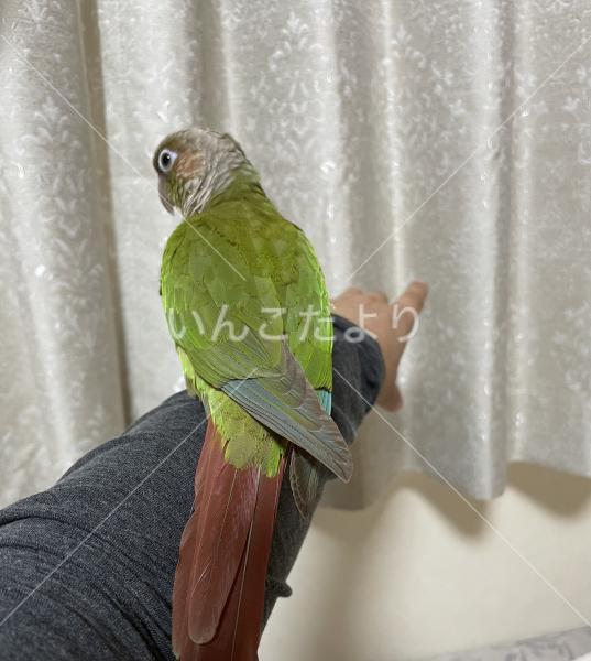 迷い鳥の写真