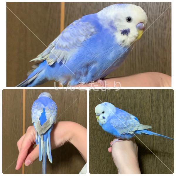 保護鳥の写真