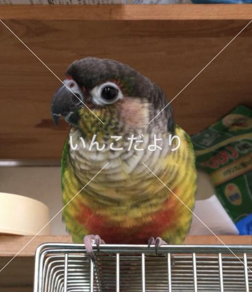 迷い鳥の写真