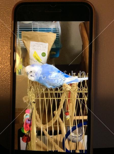 迷い鳥の写真