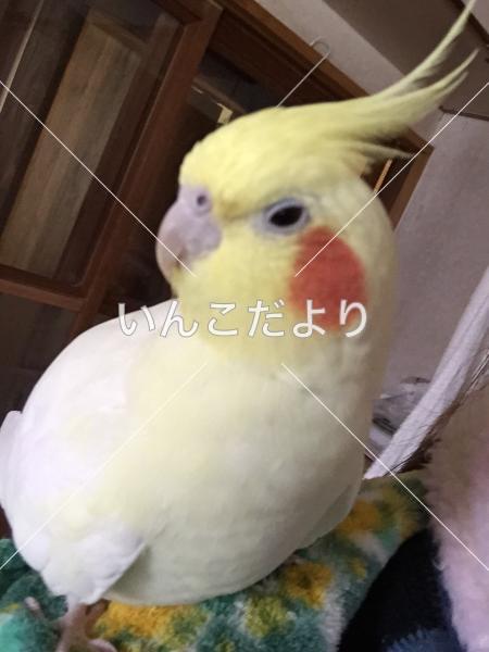 迷い鳥の写真
