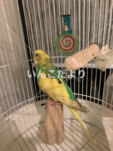 保護鳥の写真