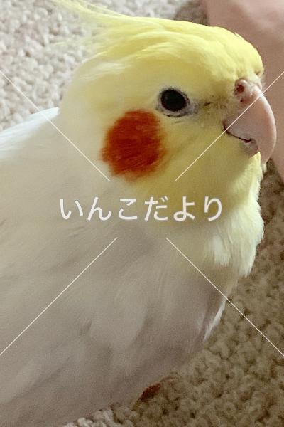 迷い鳥の写真