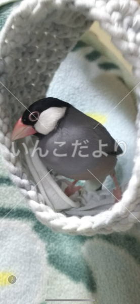 迷い鳥の写真
