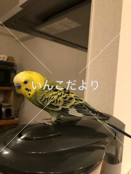 保護鳥の写真