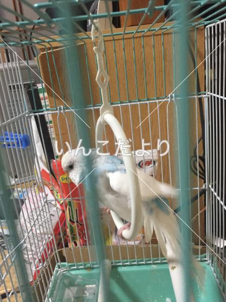 保護鳥の写真