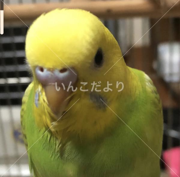 迷い鳥の写真