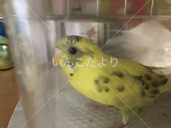 保護鳥の写真