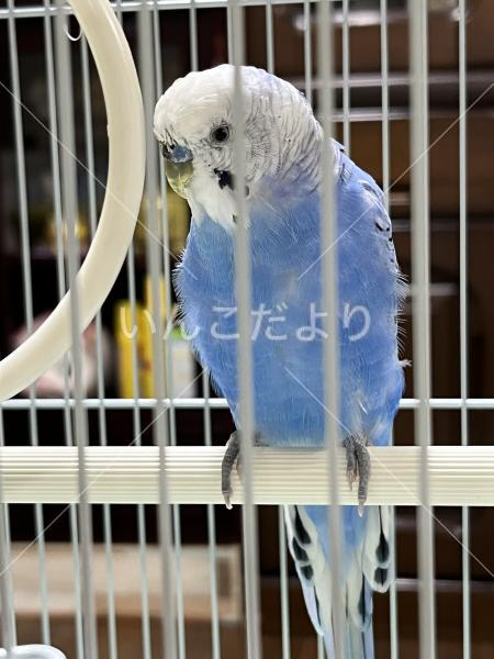 保護鳥の写真