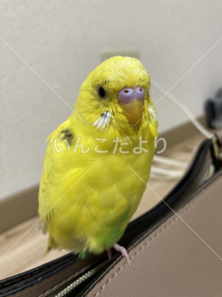 迷い鳥の写真