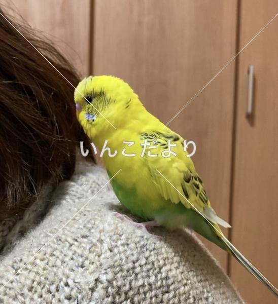 迷い鳥の写真