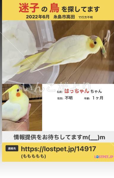 迷い鳥の写真