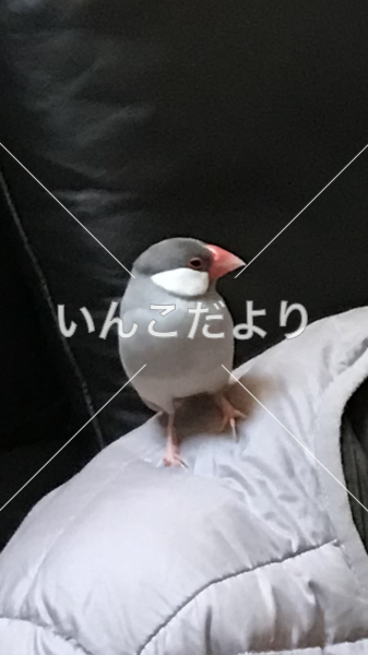 迷い鳥の写真