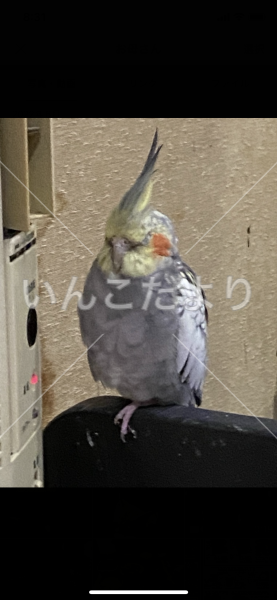 迷い鳥の写真
