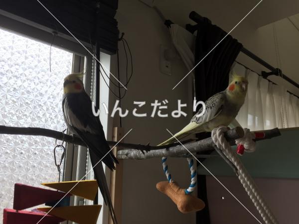 迷い鳥の写真