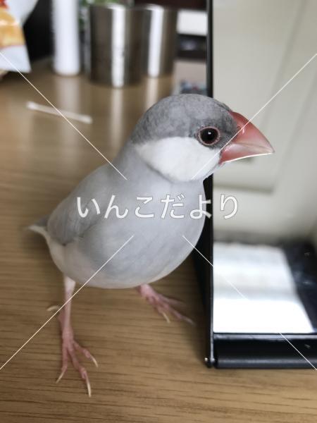 迷い鳥の写真