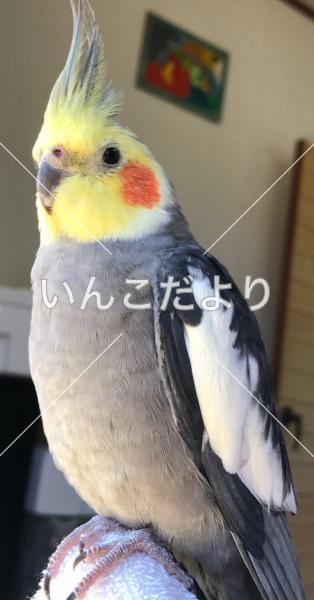 迷い鳥の写真