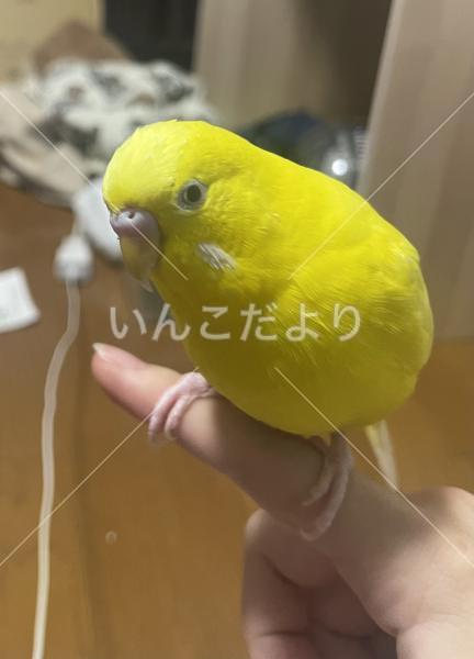 迷い鳥の写真