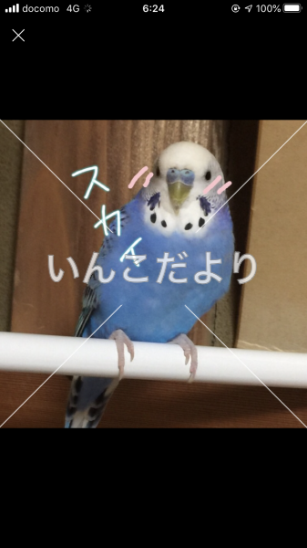 迷い鳥の写真