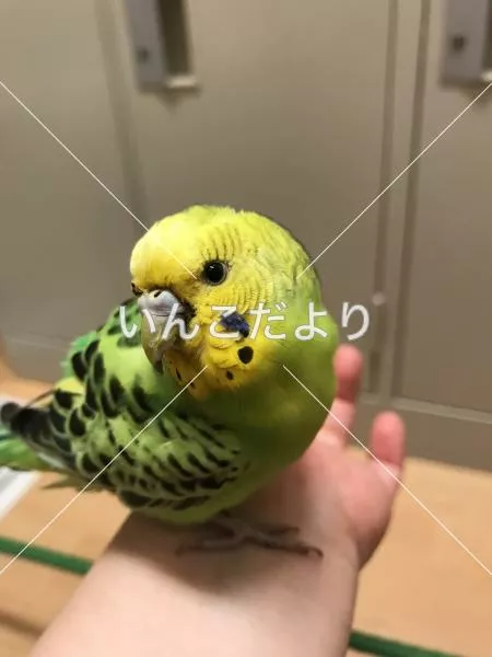 保護鳥の写真