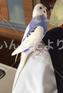 迷い鳥の写真