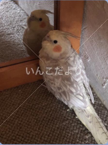 迷い鳥の写真