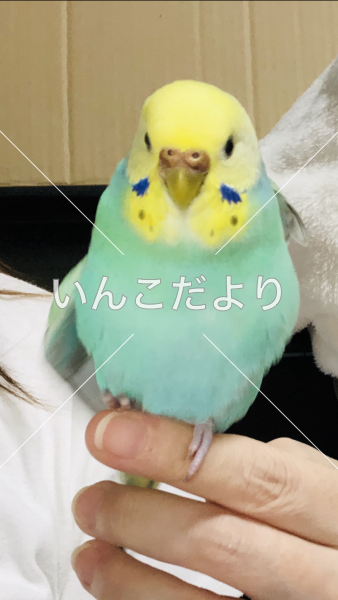迷い鳥の写真