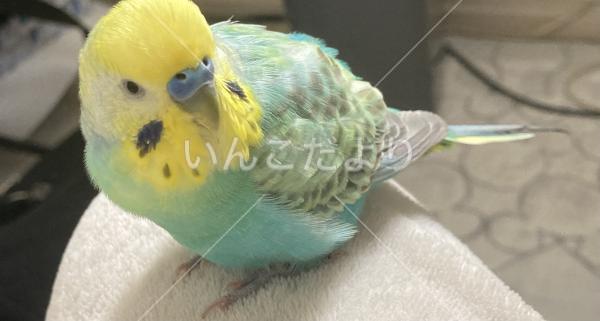 保護鳥の写真
