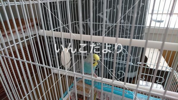 保護鳥の写真