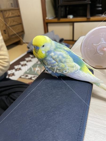迷い鳥の写真