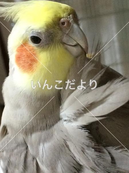 迷い鳥の写真