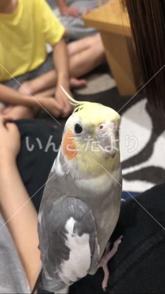 迷い鳥の写真
