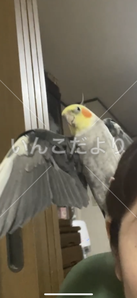 迷い鳥の写真