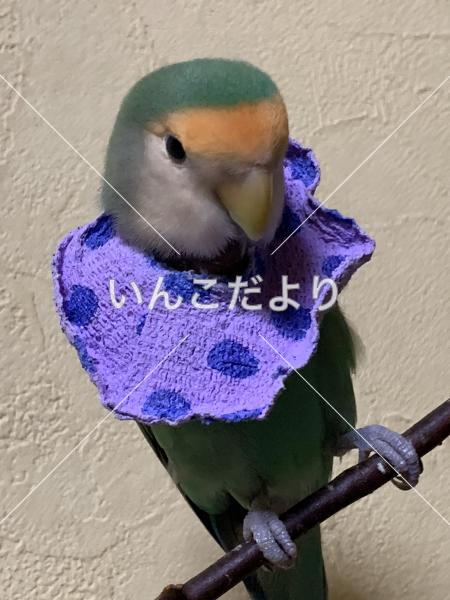 迷い鳥の写真