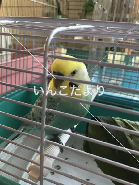 保護鳥の写真