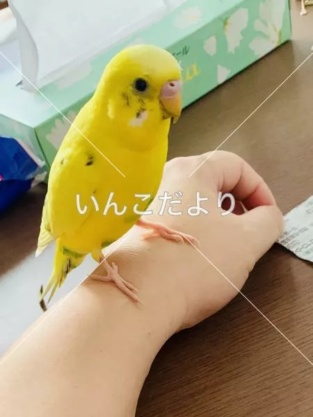 保護鳥の写真