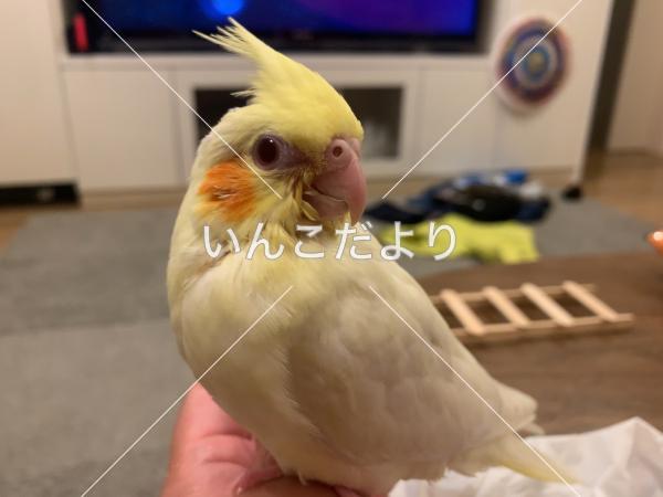 迷い鳥の写真