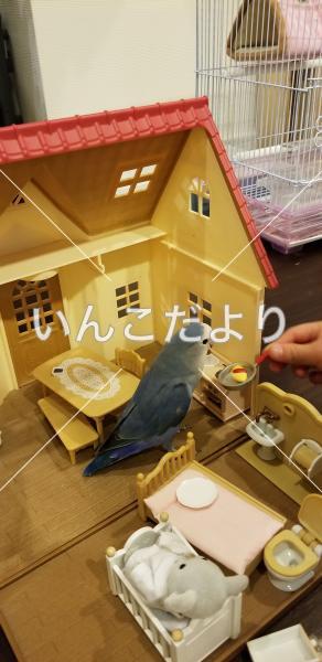 迷い鳥の写真