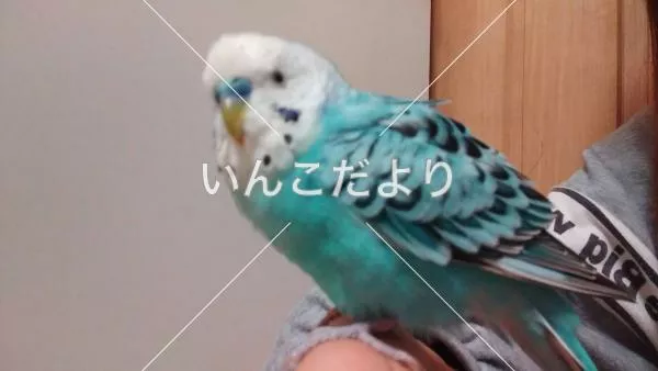 保護鳥の写真