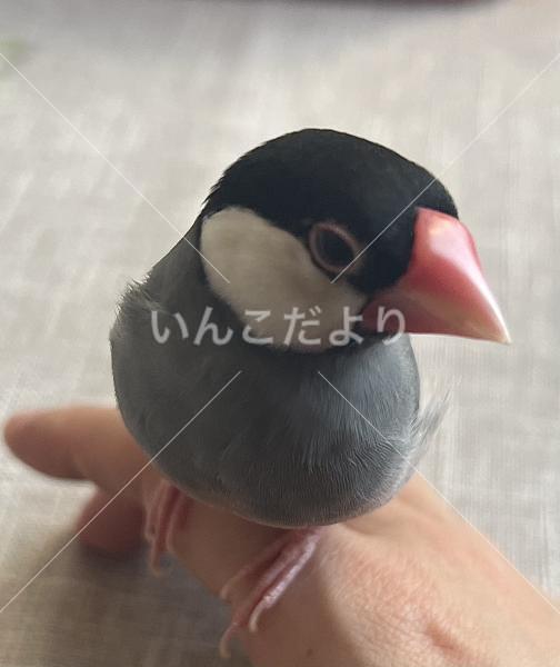 迷い鳥の写真