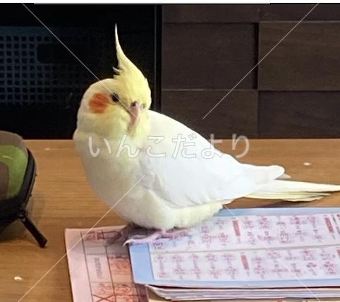 迷い鳥の写真